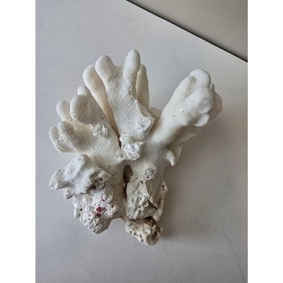 White Cats Paw Coral Stylophora - Picture 4 of 8